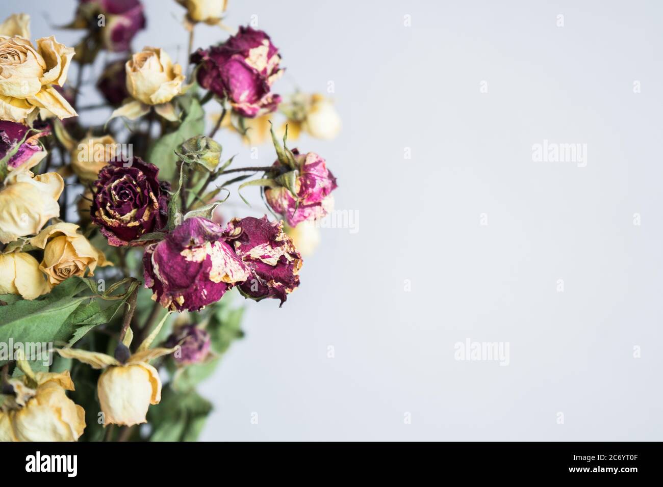 Getrocknete kleine rote und gelbe Rosen auf einem grau-weißen Hintergrund. Blumenstrauß Stockfoto