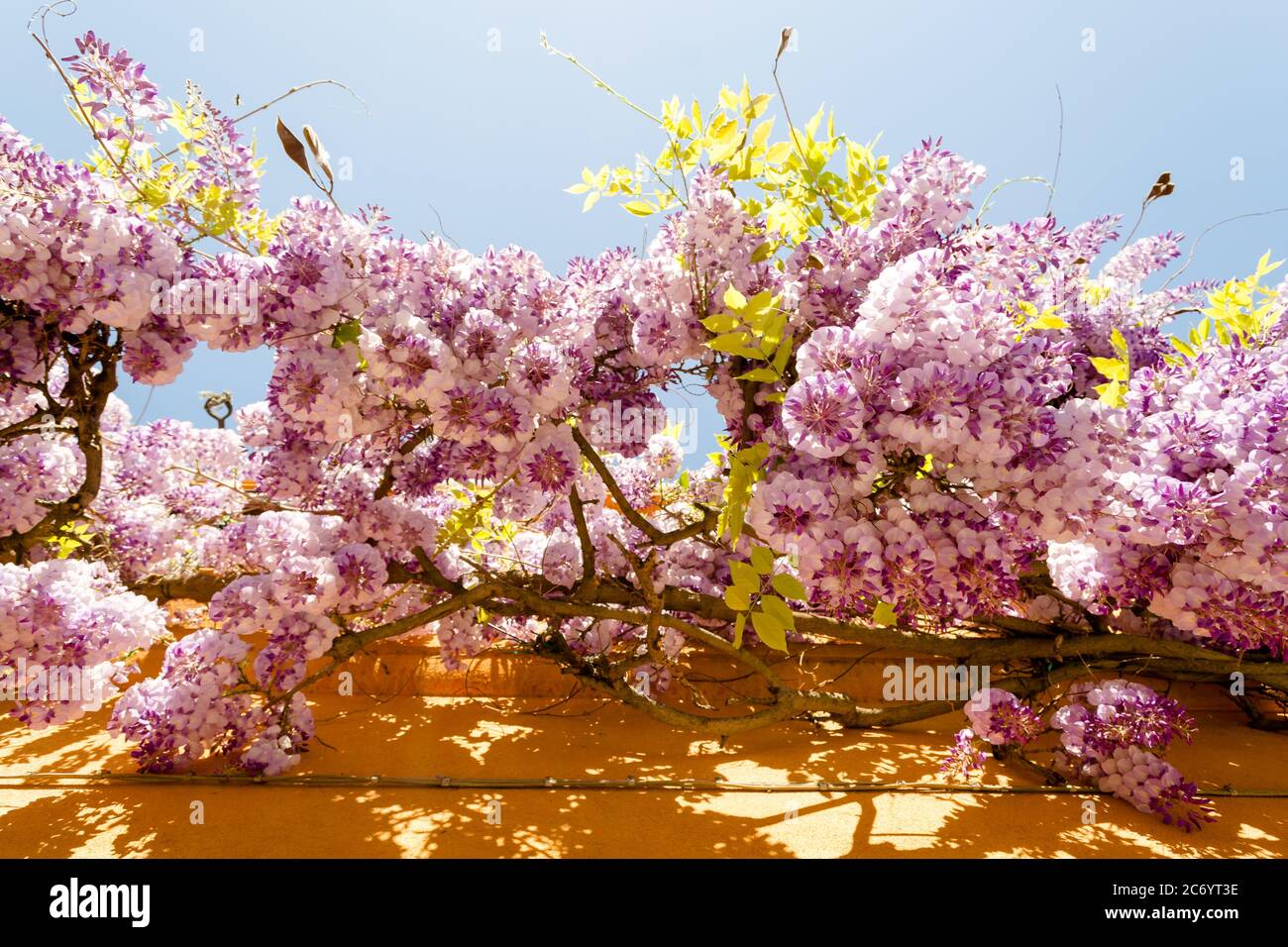 Frühling in Venedig, ein Balkon voller schöner Glyzinien Blumen gibt einen schönen Blick auf die Stadt Stockfoto
