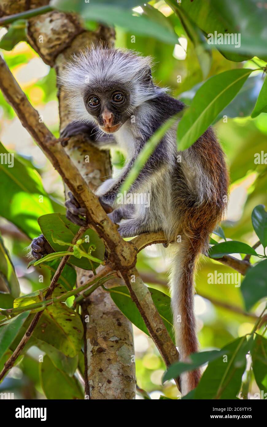 Sansibar Red Colobus - Piliocolobus kirkii, wunderschön gefärbte Primaten endemisch in Sansibar Island Wälder, Tansania. Stockfoto