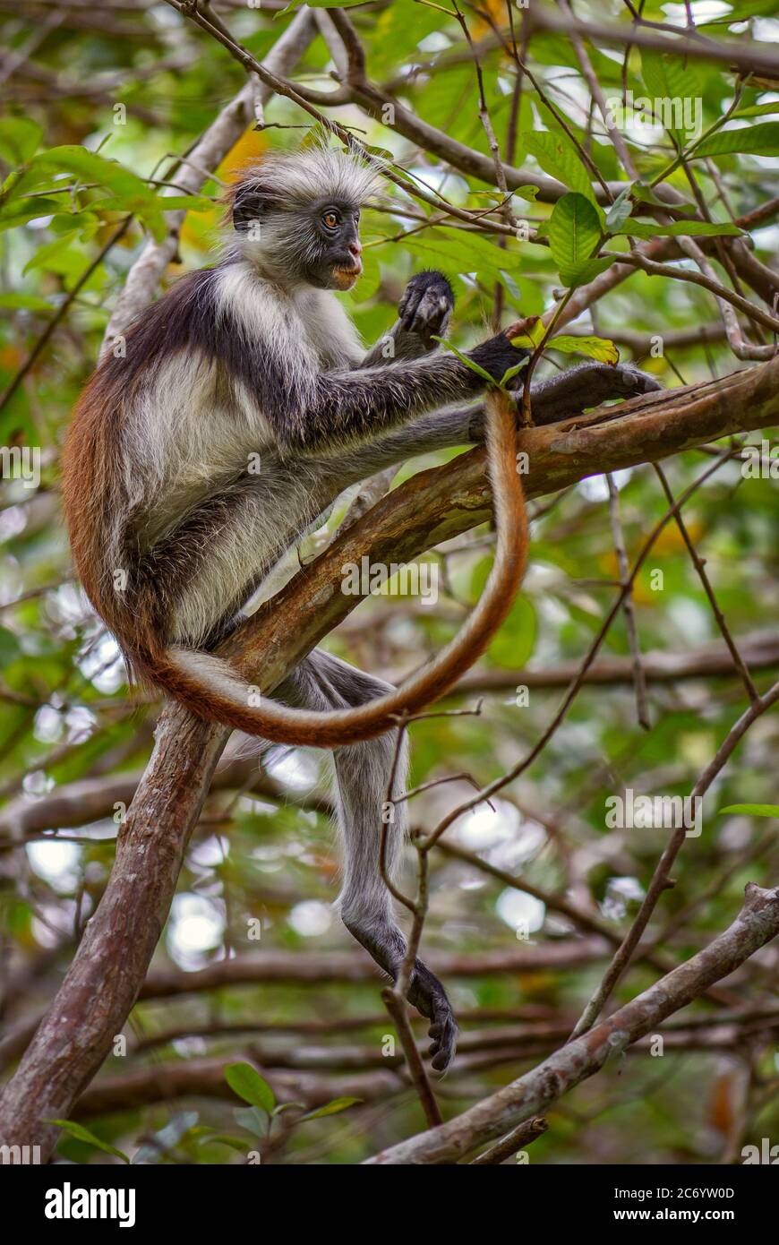 Sansibar Red Colobus - Piliocolobus kirkii, wunderschön gefärbte Primaten endemisch in Sansibar Island Wälder, Tansania. Stockfoto