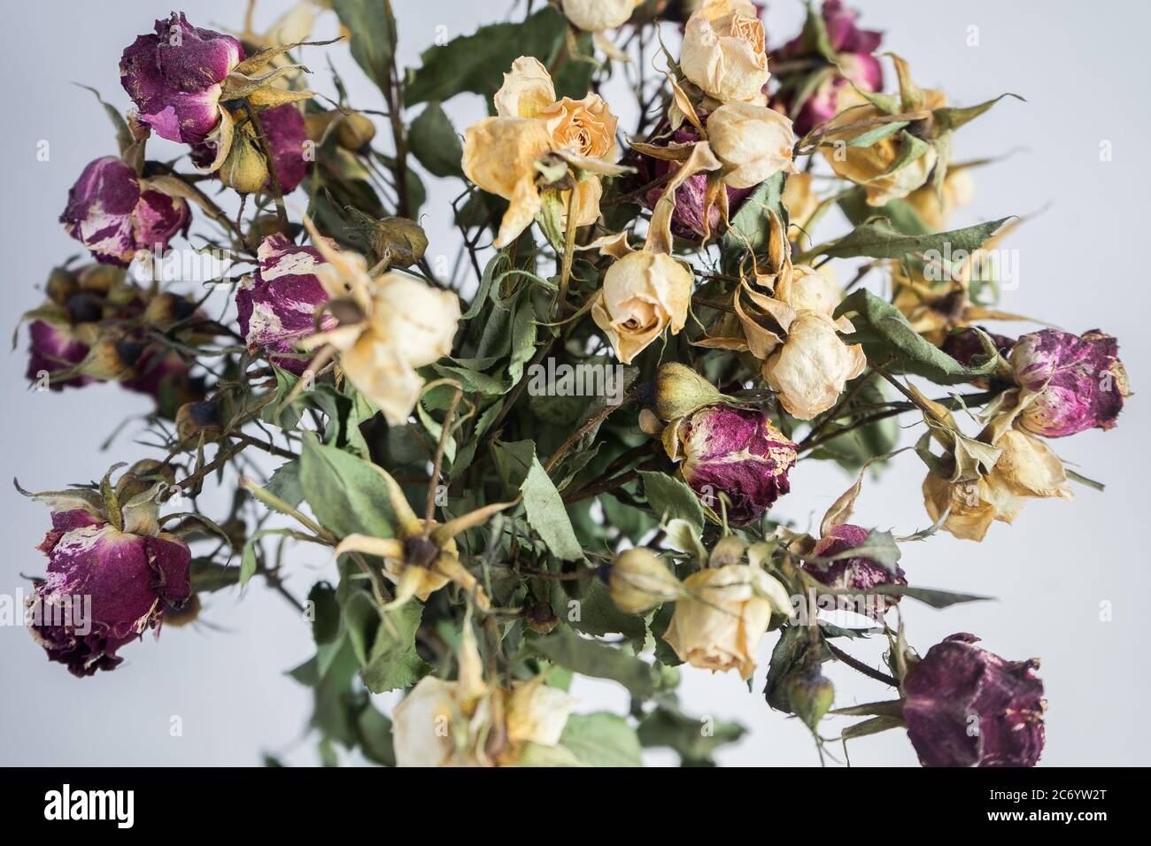 Getrocknete kleine rote und gelbe Rosen auf einem grau-weißen Hintergrund. Blumenstrauß Stockfoto