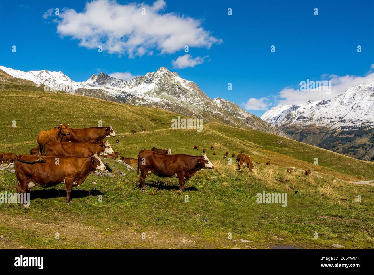 Abondance Kühe in den französischen Alpen in der Nähe des Cormet de Roselend , Savoie, Auvergne-Rhone-Alpes, Frankreich Stockfoto
