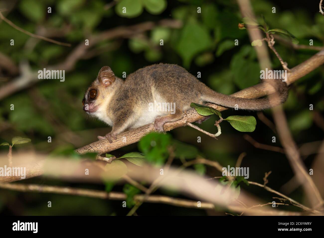 Ein Mausmaki bewegt sich entlang der Äste eines Baumes Stockfoto