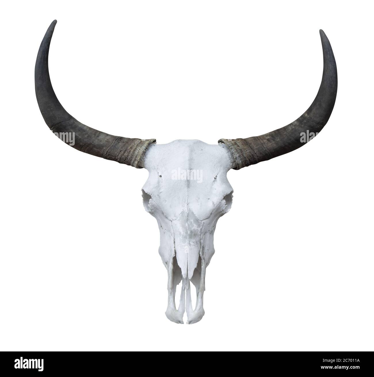 Büffelkopf Skelett mit langen Hörnern isoliert auf weißem Hintergrund Stockfoto