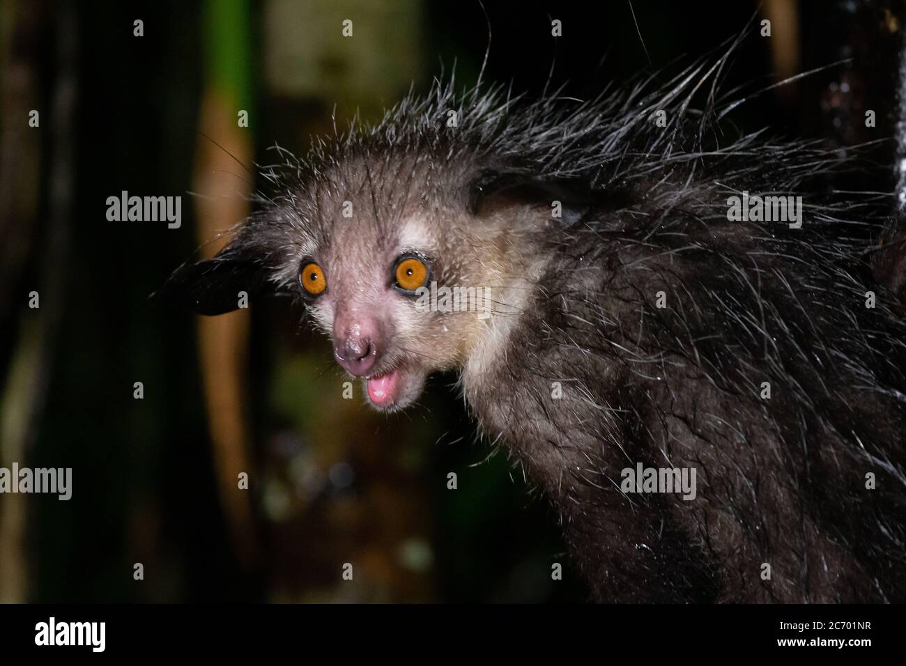 Einer der seltenen Aye-Aye-Lemur, der nur nachtaktiv ist Stockfoto