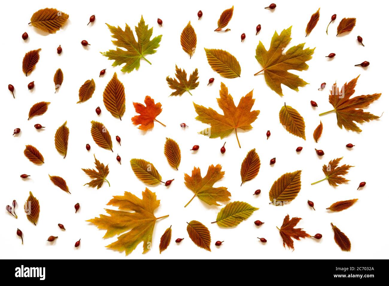 Flache Lay Aus Verschiedenen, Bunten Herbstblatt Textur. Stockfoto