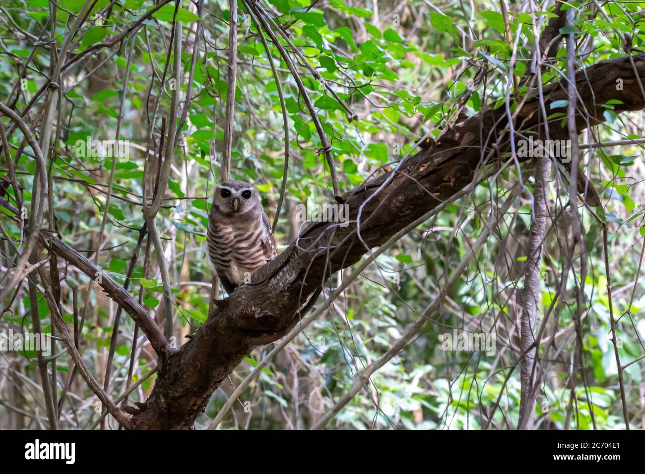 Der Eulenvogel in den Zweigen auf einem Baum Stockfoto