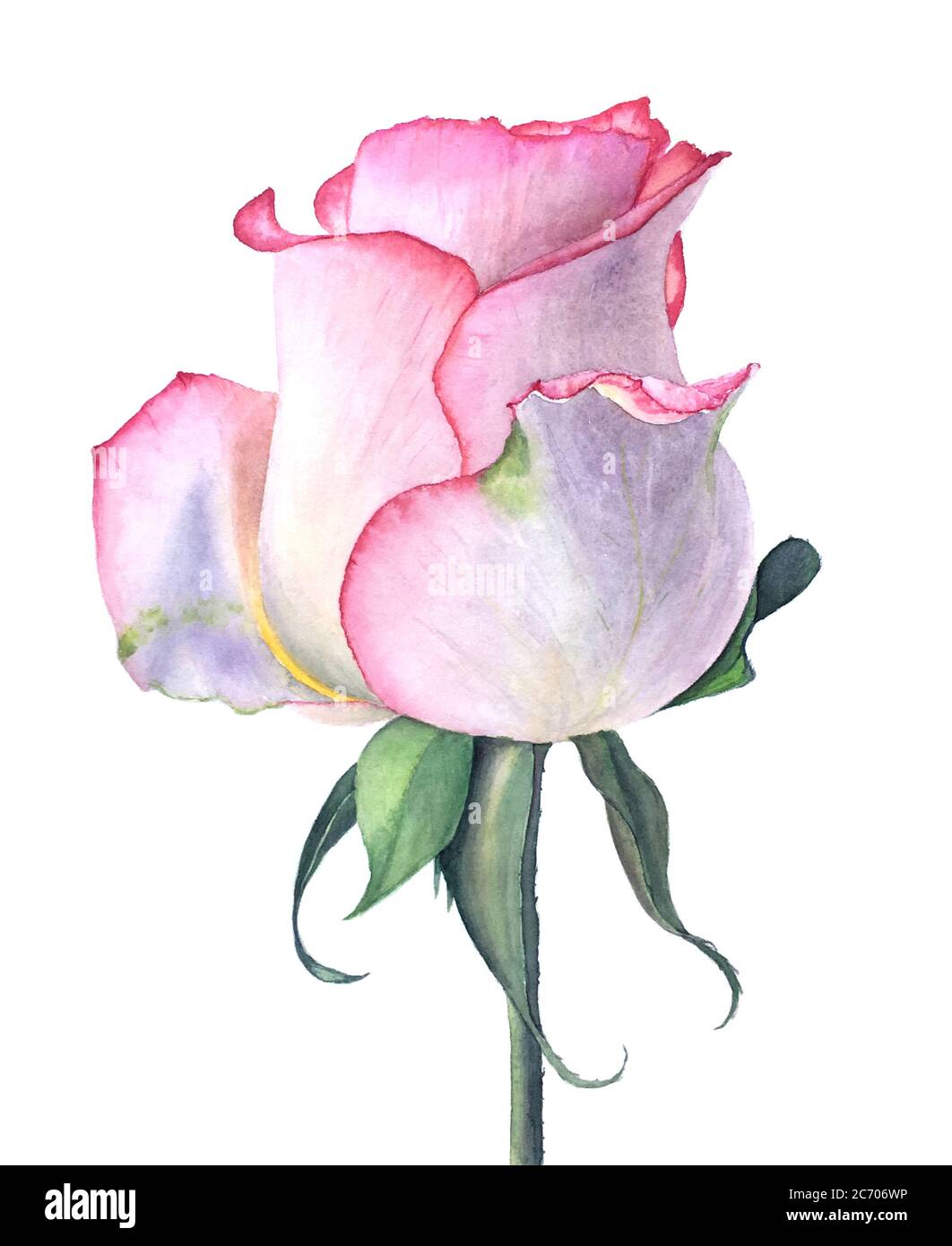 Vintage Aquarell rosa Rose vintage Aquarell botanische Illustration Stockfoto