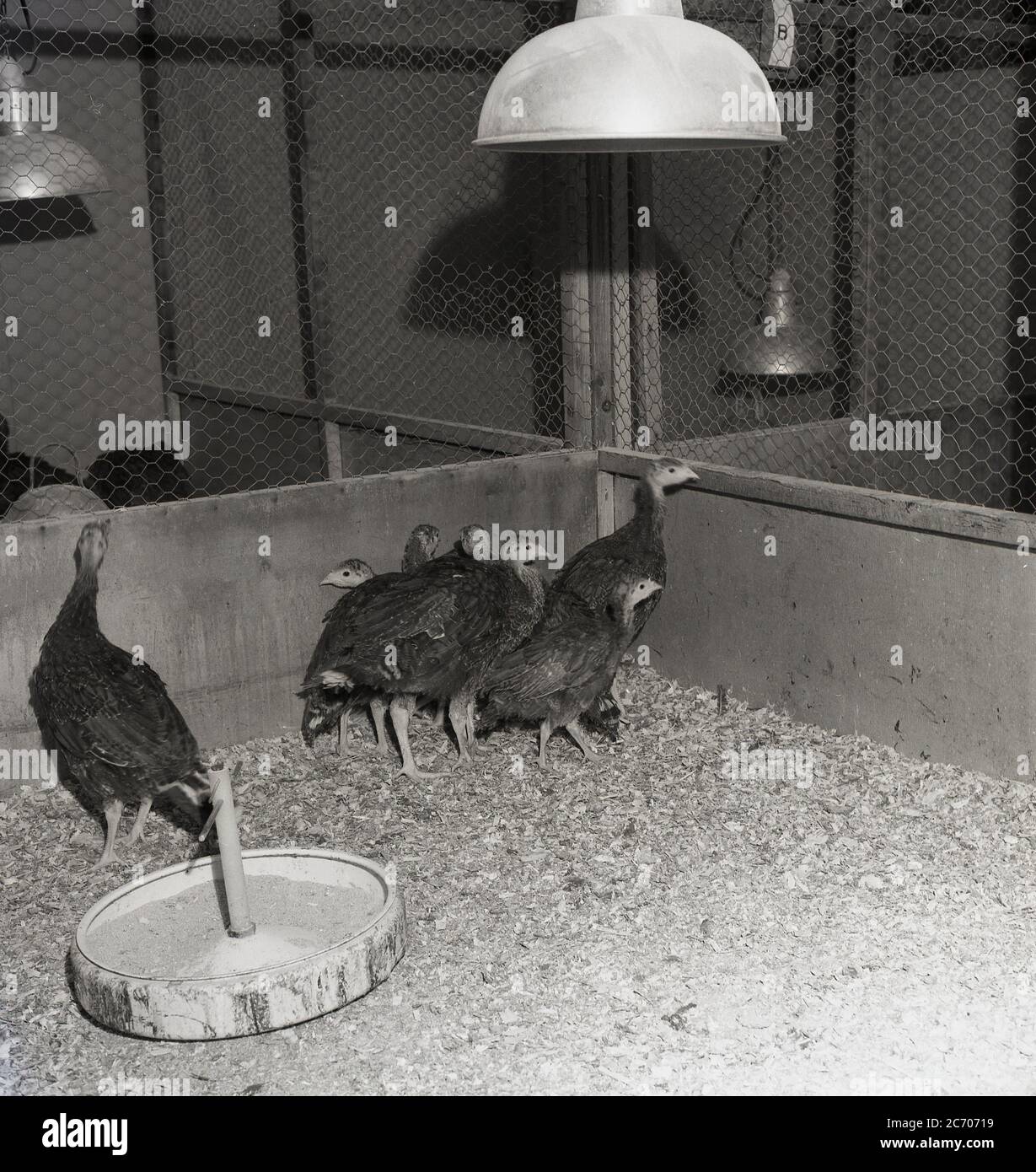 In den 1950er Jahren, Hühner in einem hölzernen, drahtumrahmten Gehege auf einer Geflügelfarm. Stockfoto