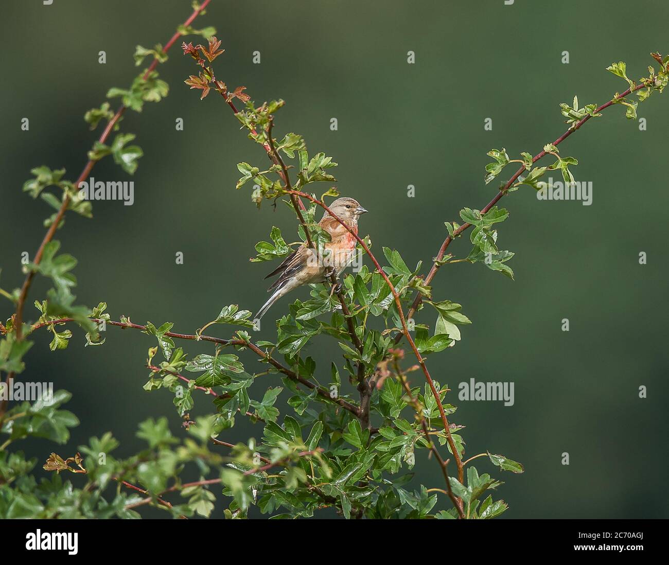 Hänfling Stockfoto