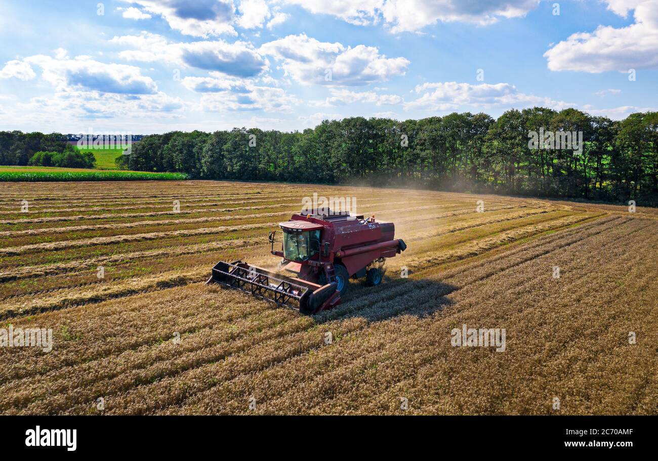 Erntemaschine arbeitet auf dem Feld. Draufsicht von der Drohne. Stockfoto