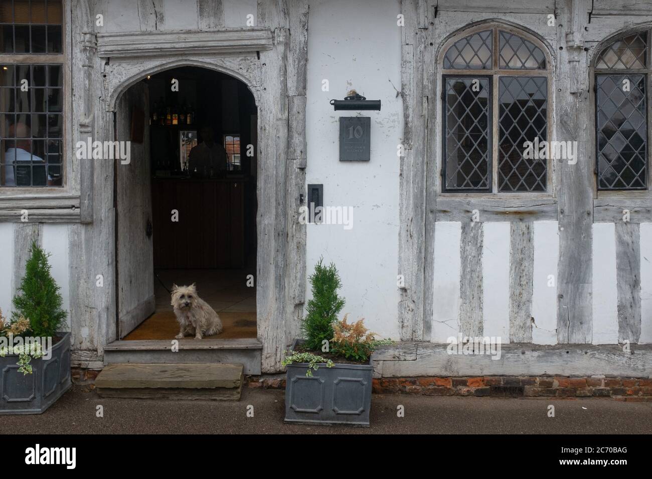 Ein Hund sitzt auf der Stufe eines Pubs in der 10 Lady Street, am 9. Juli 2020, in Lavenham, Suffolk, England. Ende des 15. Jahrhunderts gehörte die Stadt zu den reichsten der britischen Inseln und zahlte mehr Steuern als bedeutend größere Städte wie York und Lincoln. Es entstanden mehrere Kaufmannsfamilien, von denen die erfolgreichste die Familie Spring war. Der Wollhandel war bereits im 13. Jahrhundert präsent und wuchs mit wachsender Nachfrage stetig. In den 1470er Jahren produzierte Suffolk mehr Stoff als jeder andere Landkreis. Stockfoto