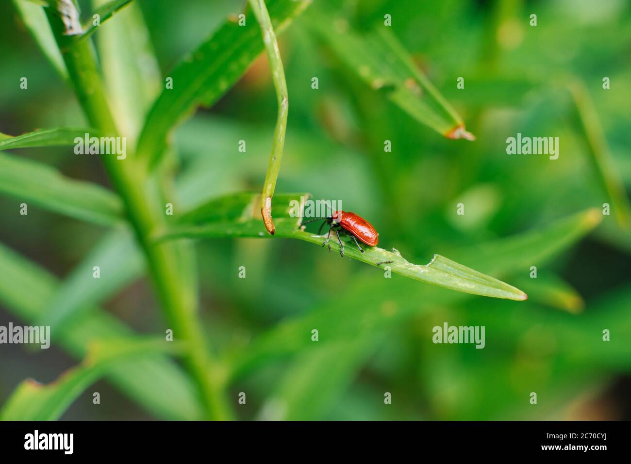 Roter Feuerwehrkäfer auf Lilienblättern. Gartenschädlinge Stockfoto