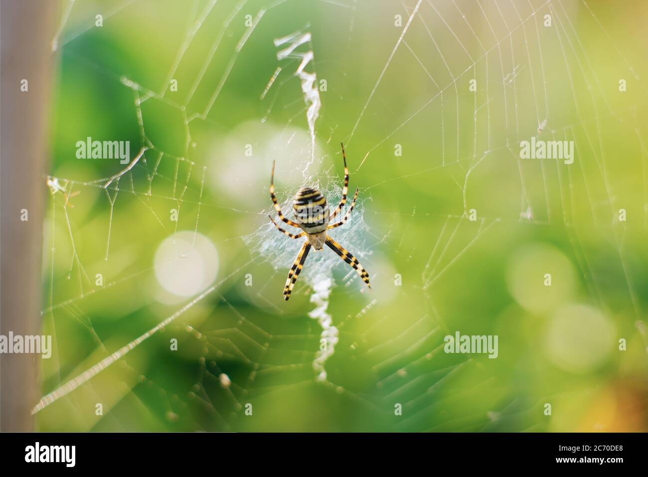 Spider argiope bruennichi im Netz im Garten Stockfoto