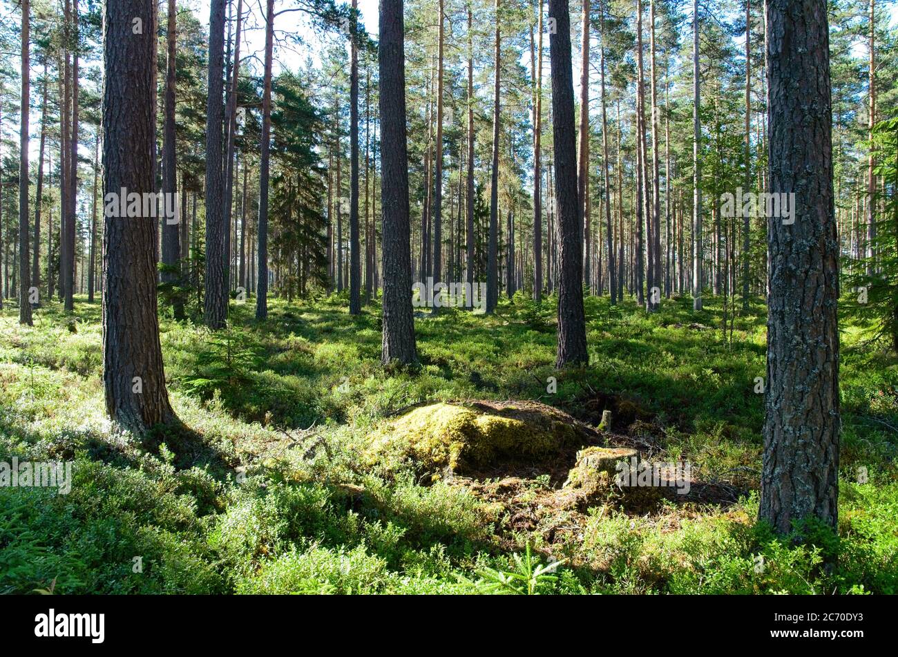 Natur am besten mit grünen Wäldern und schönen Seen an einem warmen Sommertag in Schweden. Stockfoto