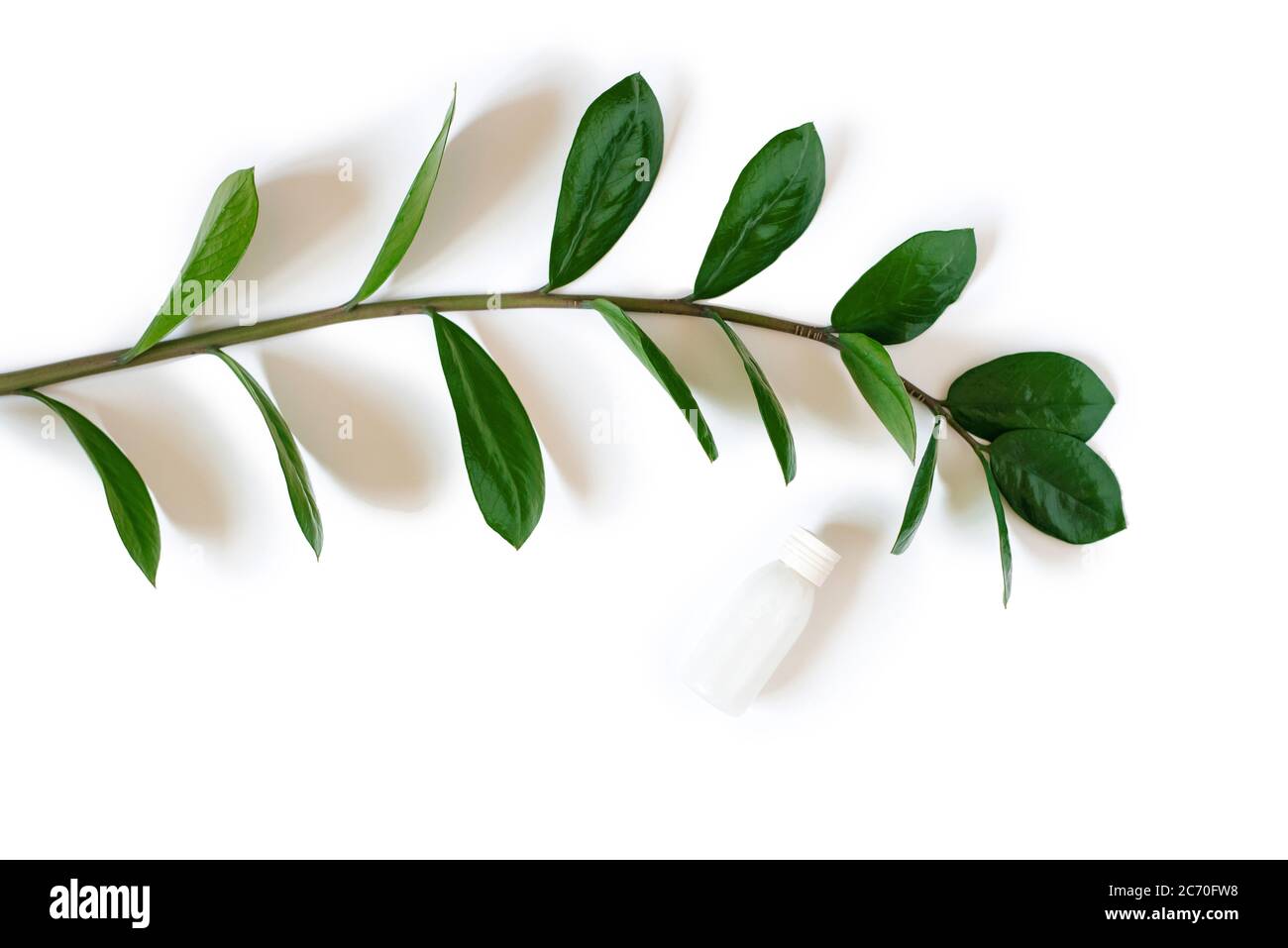 Das Konzept der Bio-Kosmetik. Grüne Kosmetik, Gesichts- oder Körperpflegeprodukte. Eine Flasche weiße Creme, umgeben von einem Zweig von Zamiokulkas mit gree Stockfoto