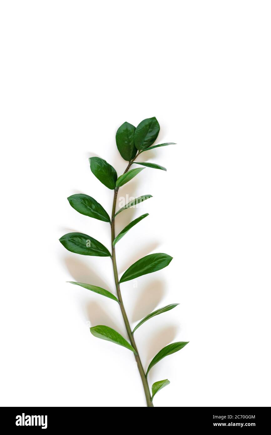 Südafrikanische Pflanze Zamioculcas, Zweig mit Blättern von Zimmerpflanzen auf weißem Hintergrund mit Schatten Stockfoto