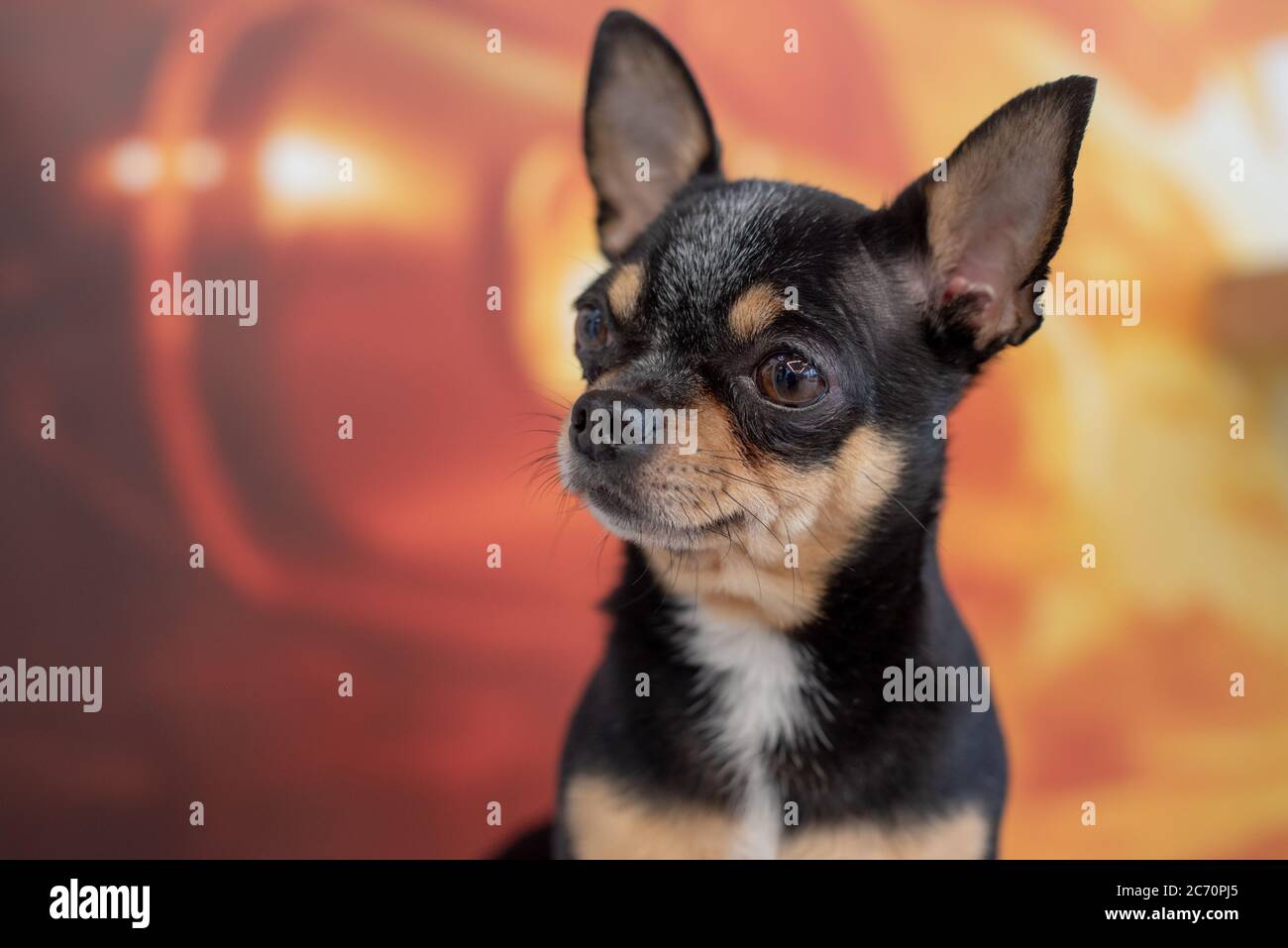 Schöner chihuahua Hund. Tierporträt. Stylisches Foto. Chihuahua drinnen. Stockfoto