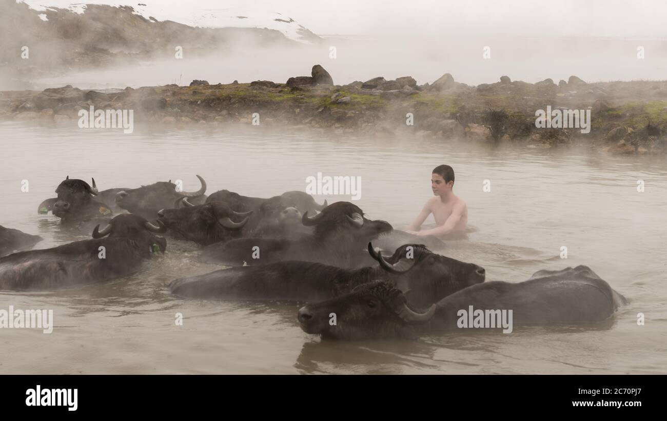 Guroymak, Bitlis, Türkei - Februar 2020: Junge mit Kühen im Thermalwasser, Tierdusche Stockfoto