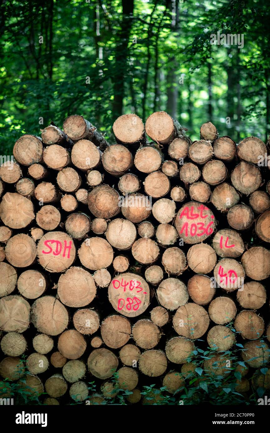 Baum sterben ab -Fotos und -Bildmaterial in hoher Auflösung – Alamy