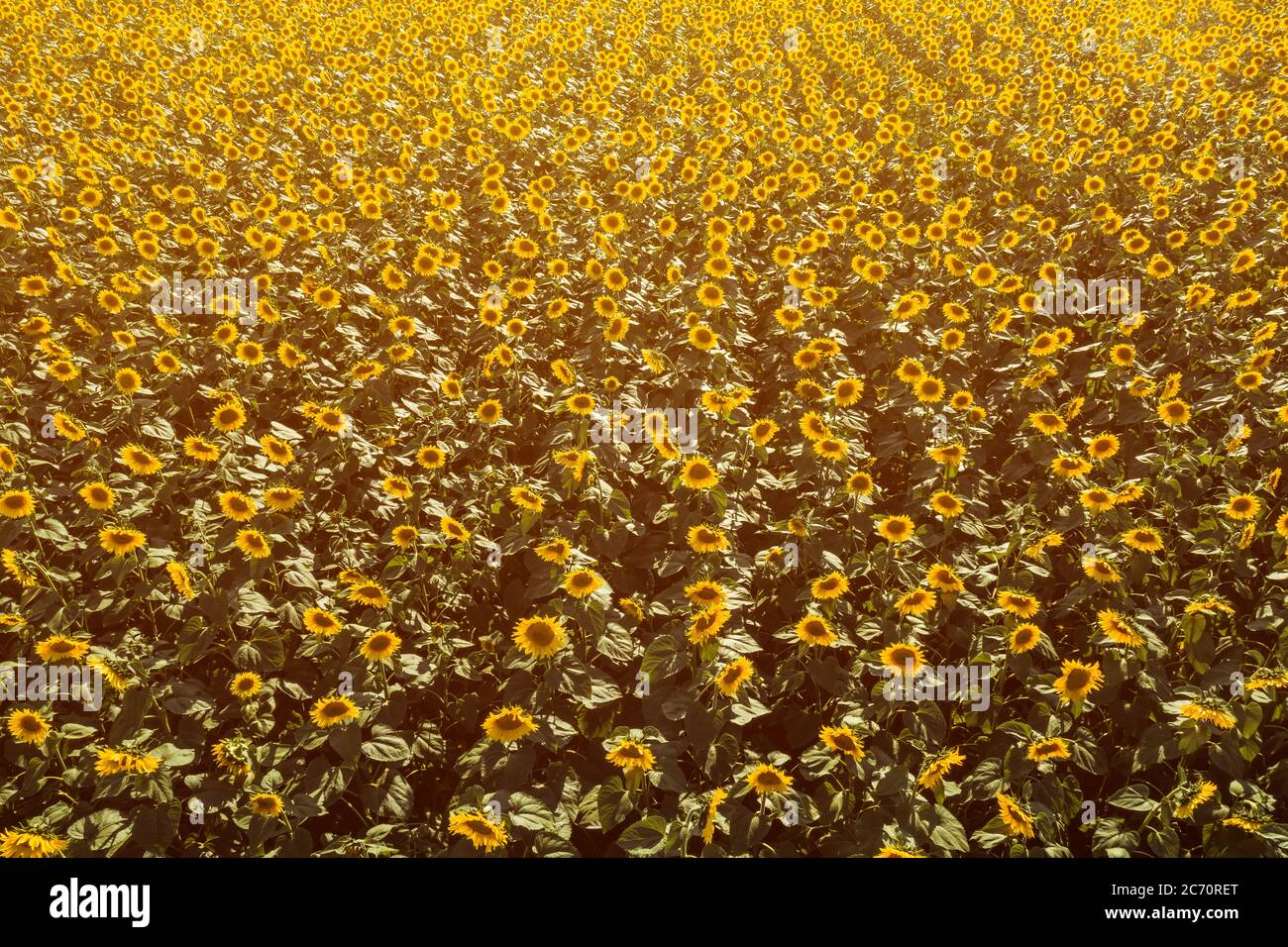 Luftaufnahme von großen endlos blühenden Sonnenblumenfeld im Sommer von Drohne pov, hohe Winkel Ansicht der gelben Blütenköpfe in Blüte Stockfoto
