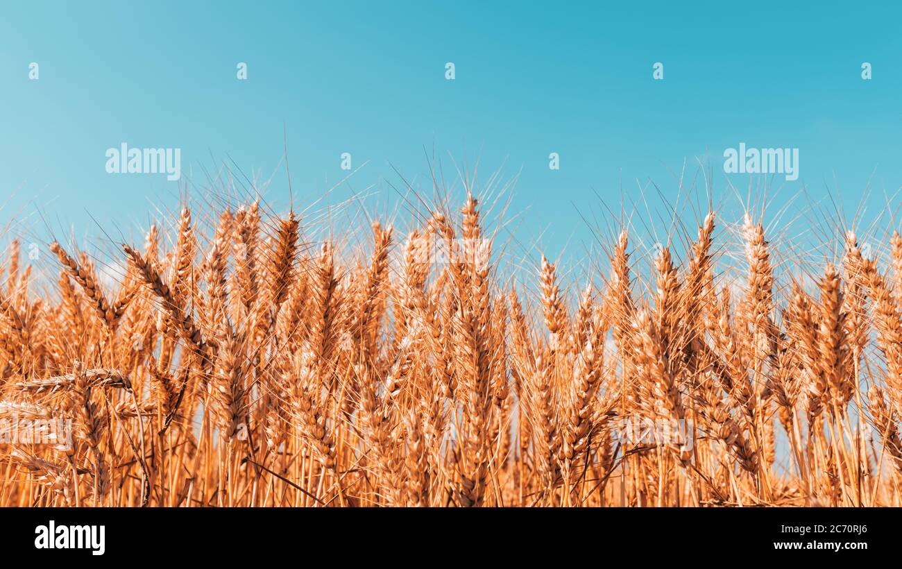 Reife Ernte bereit Weizenernte Feld im Sommer, selektive Fokus Bild mit blauen Himmel als Kopieplatz Stockfoto