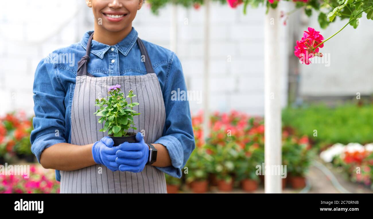 Lächelndes afroamerikanisches Mädchen in Schürze und Handschuhe hält Topf mit Pflanze im Inneren des Gewächshauses mit hellen Blumen Stockfoto