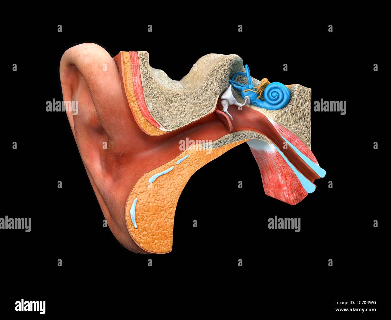 menschliche Ohr Anatomie Stockfoto