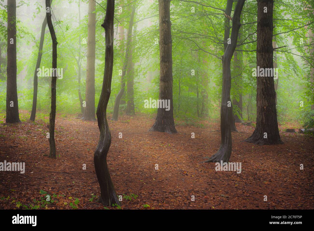 Wald nach regen Stockfoto