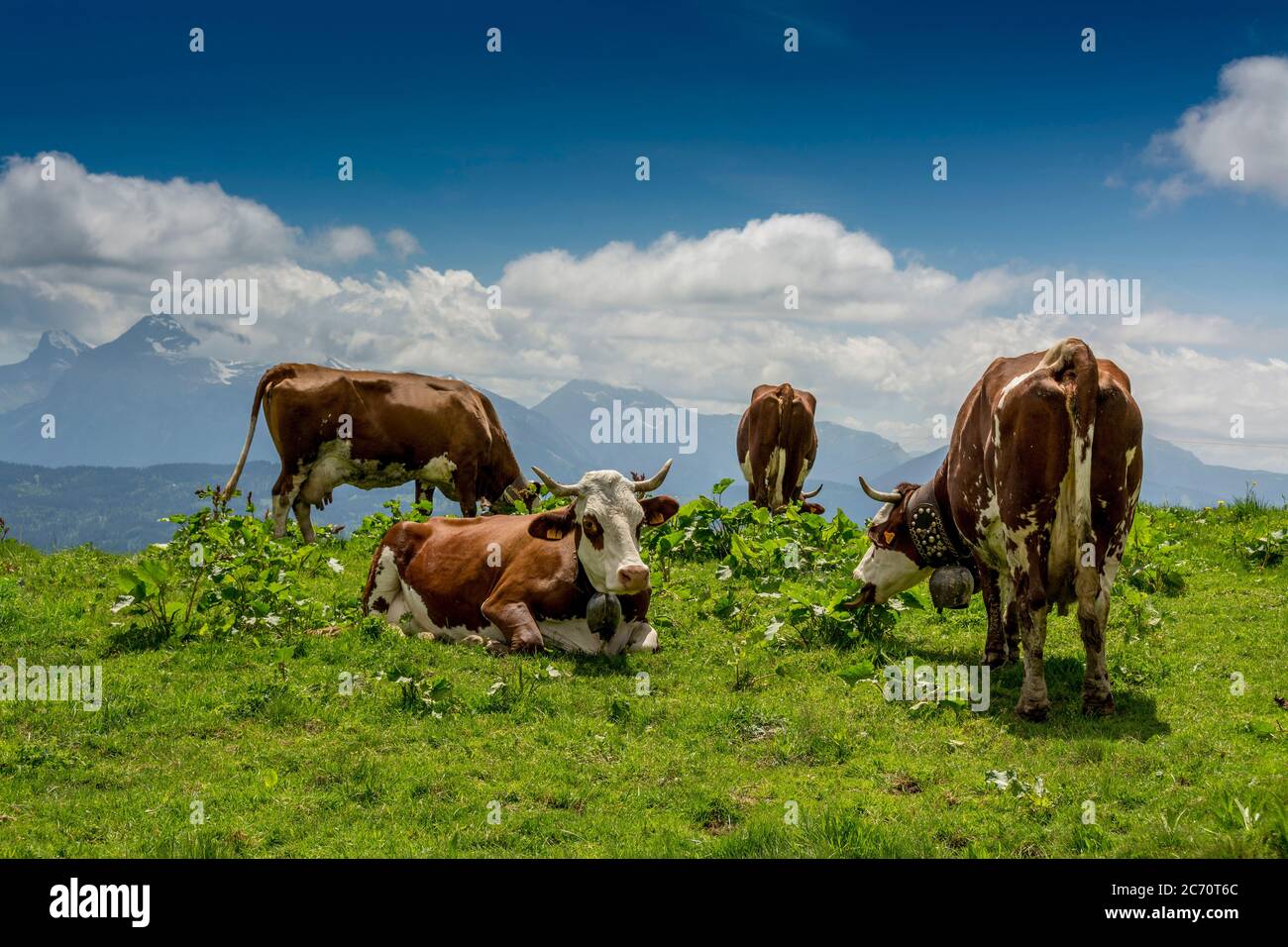 Kühe Abondance Rennen grasen auf der Alm in Joux Plane. Haute Savoie. Auvergne Rhone Alpes. Frankreich Stockfoto