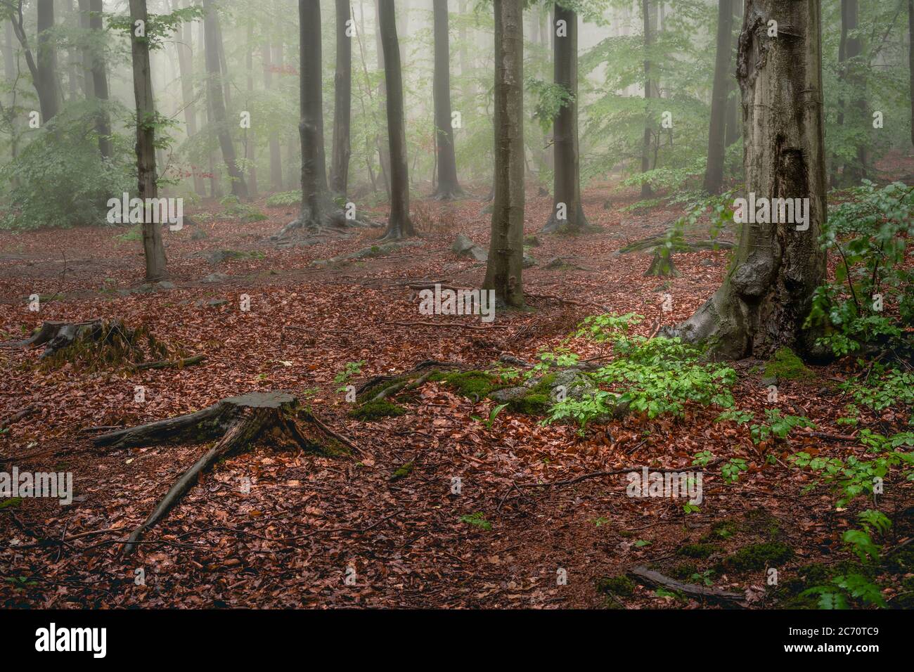 Wald nach regen Stockfoto