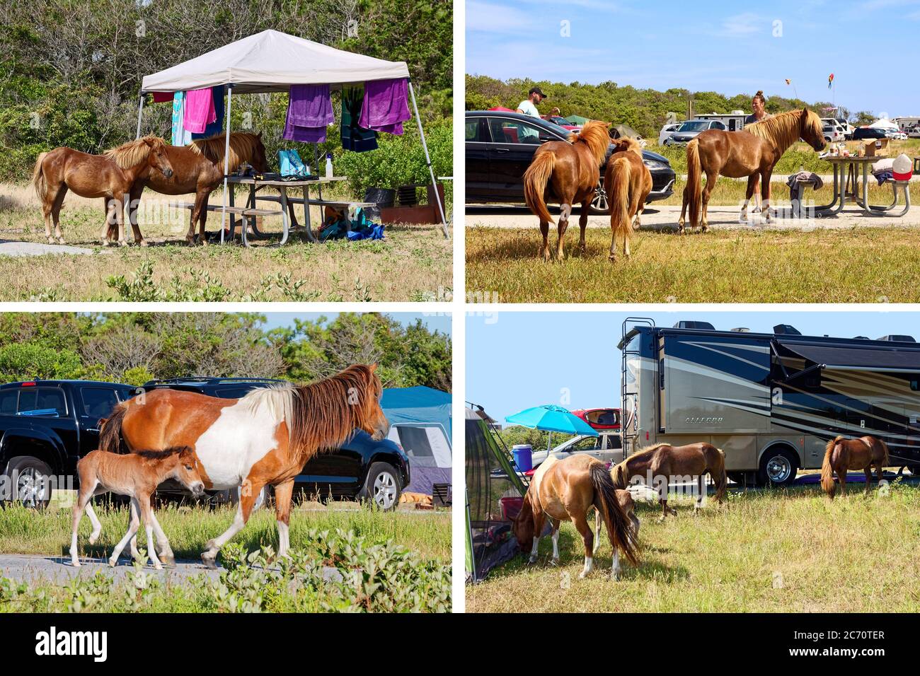 Wildpferde Collage, Tiere zu Fuß unter Camper, Campingplätze, Wohnmobile, Zelte, Assateague State Park, Maryland, USA Stockfoto
