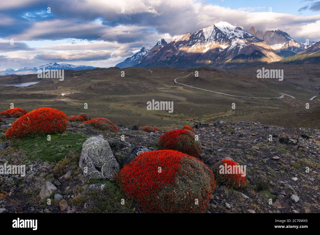 Blumen von Anarthrophyllum desideratum im Torres del Paine Nationalpark, Chile Stockfoto