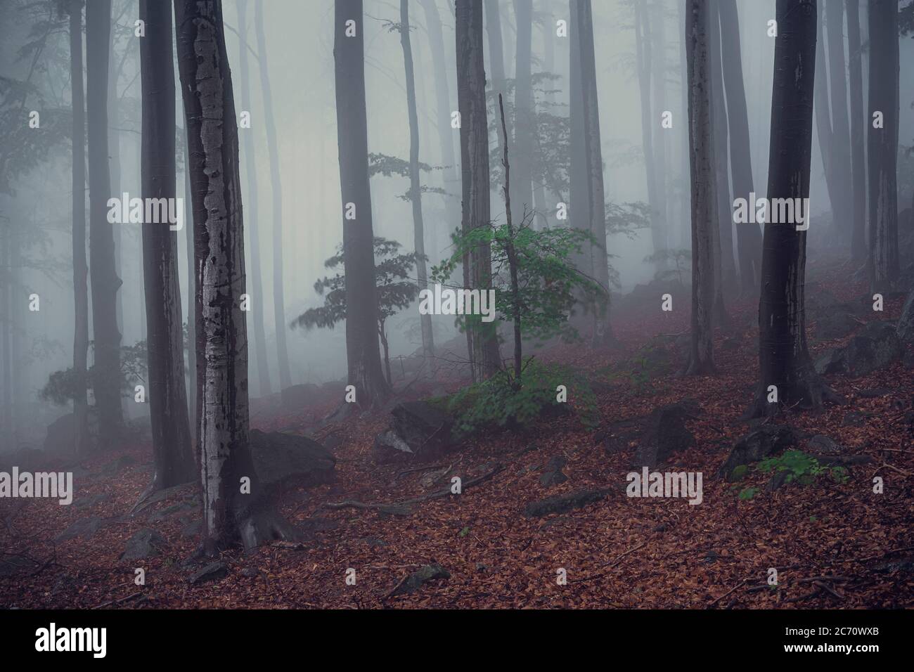 Wald nach regen Stockfoto