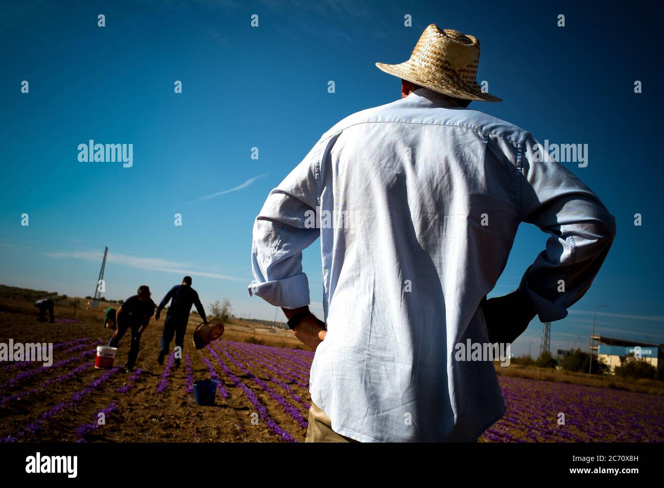 Jesús Sanchez nimmt eine Pause ein, während er die Safranblüten aufholt, die von der Kooperative ASOMA in Villacañas, Spanien, gepflanzt wurden. Datum: 31-10-2015. Foto: Xabier Mikel Laburu. ASOMA Cooperative ist ein soziales Unternehmen, das geschaffen wird, um Arbeitslosen in Villacañas zu helfen. Nach der Immobilienkrise fand sich ein großer Prozentsatz der Bevölkerung, die in Möbel- und Türfabriken arbeitete, arbeitslos. Aus diesem Grund entschied sich eine Gruppe von Menschen, dieses Projekt zu starten und damit eine alte Tradition zu erholen, die an diesem Ort praktisch ausgestorben war. Stockfoto