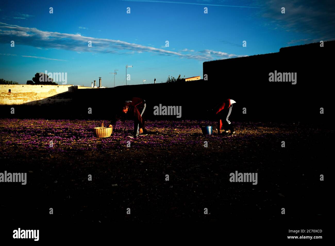 Manuel Sanchez und Sergio Osuna sammeln Safranblüten auf einem Feld, das von der Kooperative ASOMA in Villadecañas, Spanien, ausgebeutet wird. Datum: 31-10-2015. Fotograf: Xabier Mikel Laburu. ASOMA Cooperative ist ein soziales Unternehmen, das geschaffen wird, um Arbeitslosen in Villacañas zu helfen. Nach der Immobilienkrise fand sich ein großer Prozentsatz der Bevölkerung, die in Möbel- und Türfabriken arbeitete, arbeitslos. Aus diesem Grund wird eine Gruppe von p Stockfoto