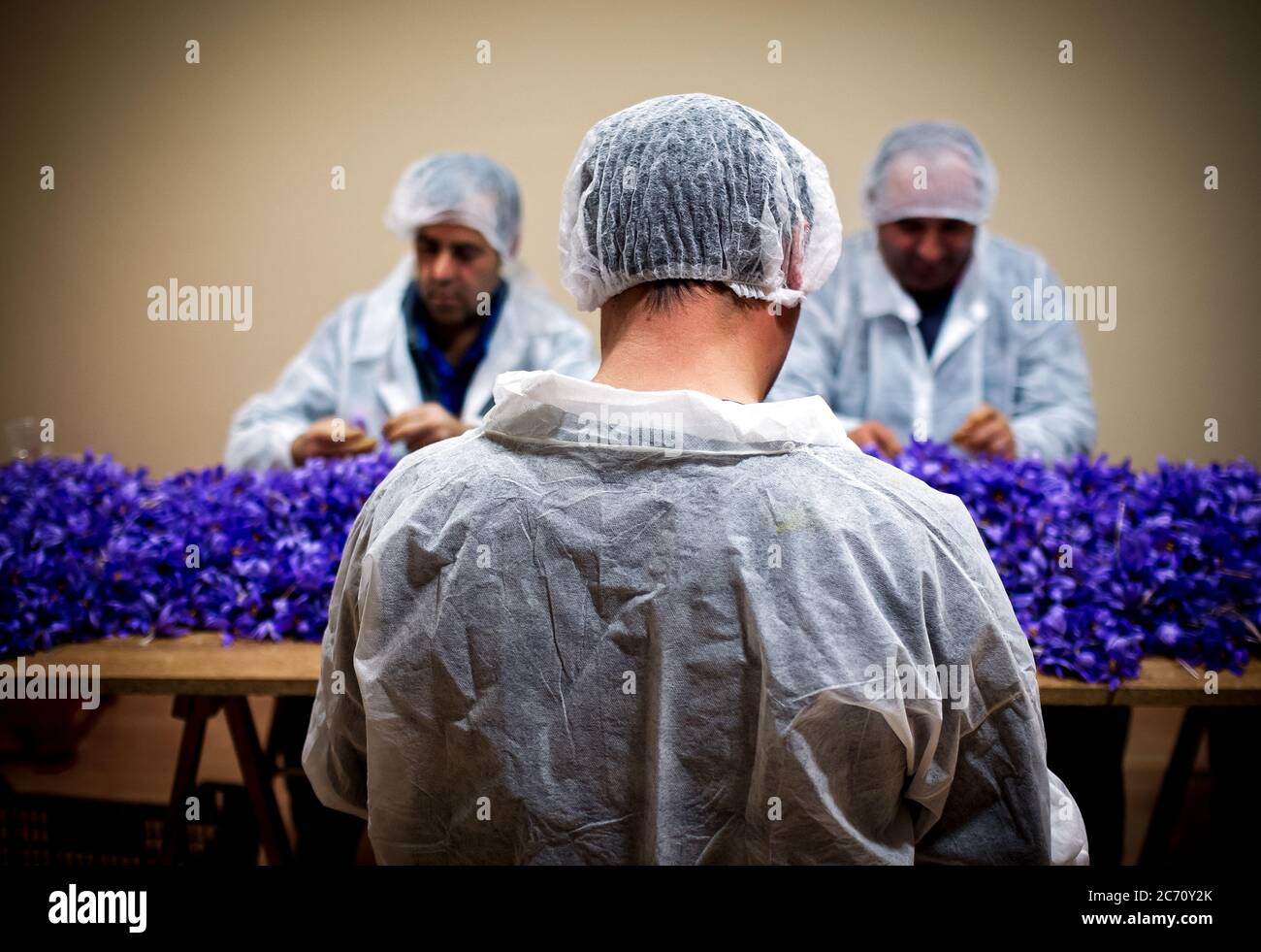 Arbeiter während der Blading der Safranblüten in der Anlage der KOOPERATIVE ASOMA in Villacañas, Spanien. Datum: 31-10-2015. Foto: Xabier Mikel Laburu. ASOMA Cooperative ist ein soziales Unternehmen, das geschaffen wird, um Arbeitslosen in Villacañas zu helfen. Nach der Immobilienkrise fand sich ein großer Prozentsatz der Bevölkerung, die in Möbel- und Türfabriken arbeitete, arbeitslos. Aus diesem Grund entschied sich eine Gruppe von Menschen, dieses Projekt zu starten und damit eine alte Tradition zu erholen, die an diesem Ort praktisch ausgestorben war. Stockfoto