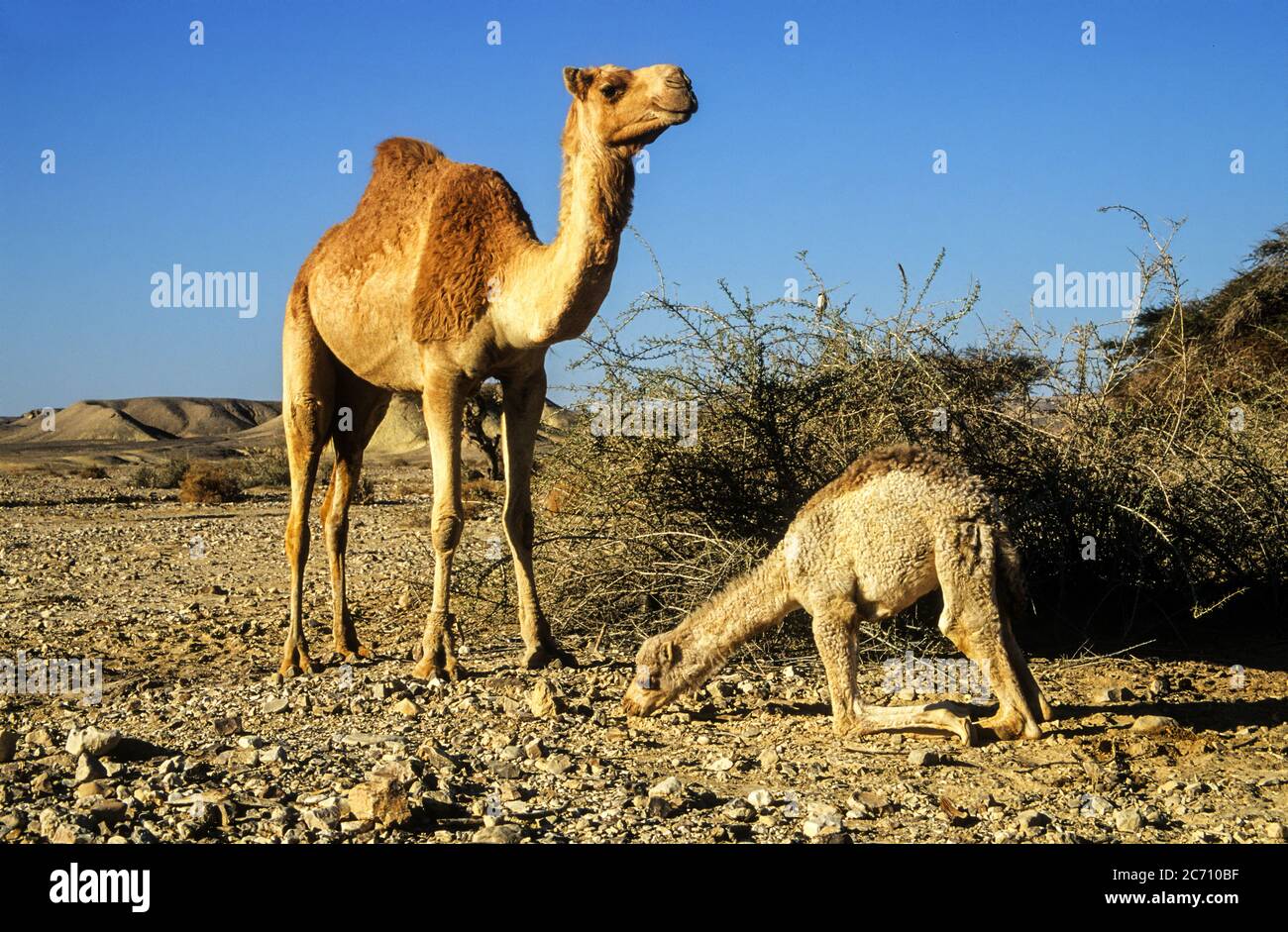 Ein weibliches und jugendliches Dromedar oder arabische Kamele (Camelus dromedarius), die in der Wüste wandern. Fotografiert in der Negev-Wüste, Israel Stockfoto