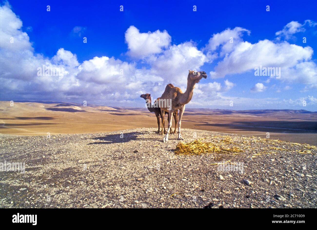 Ein weibliches und jugendliches Dromedar oder arabische Kamele (Camelus dromedarius), die in der Wüste wandern. Fotografiert in der Negev-Wüste, Israel Stockfoto