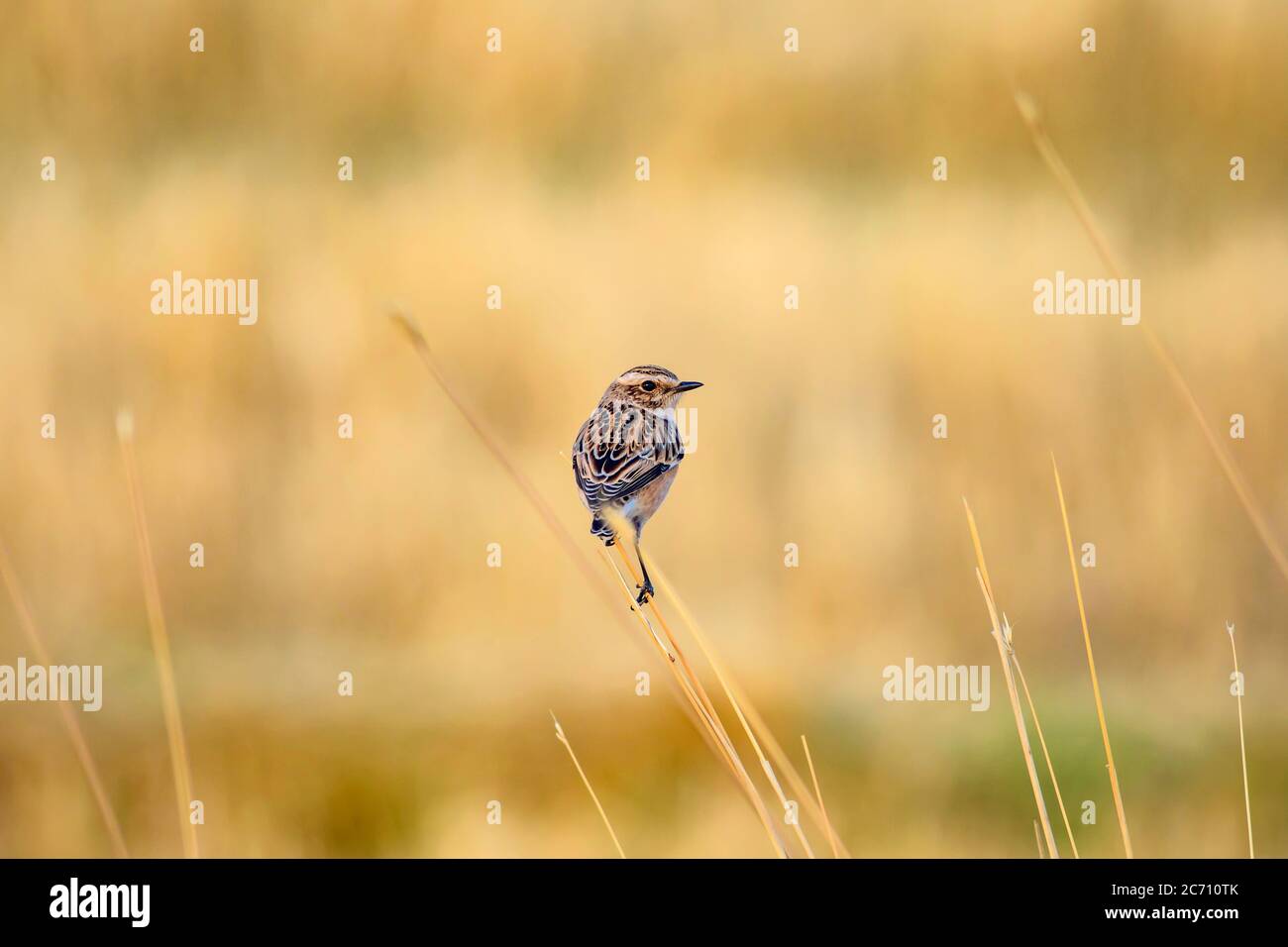 Niedlicher kleiner Vogel Stonechat. Gelber Natur Hintergrund. Vogel: Europäischer Steinechat. Saxicola rubicola. Stockfoto