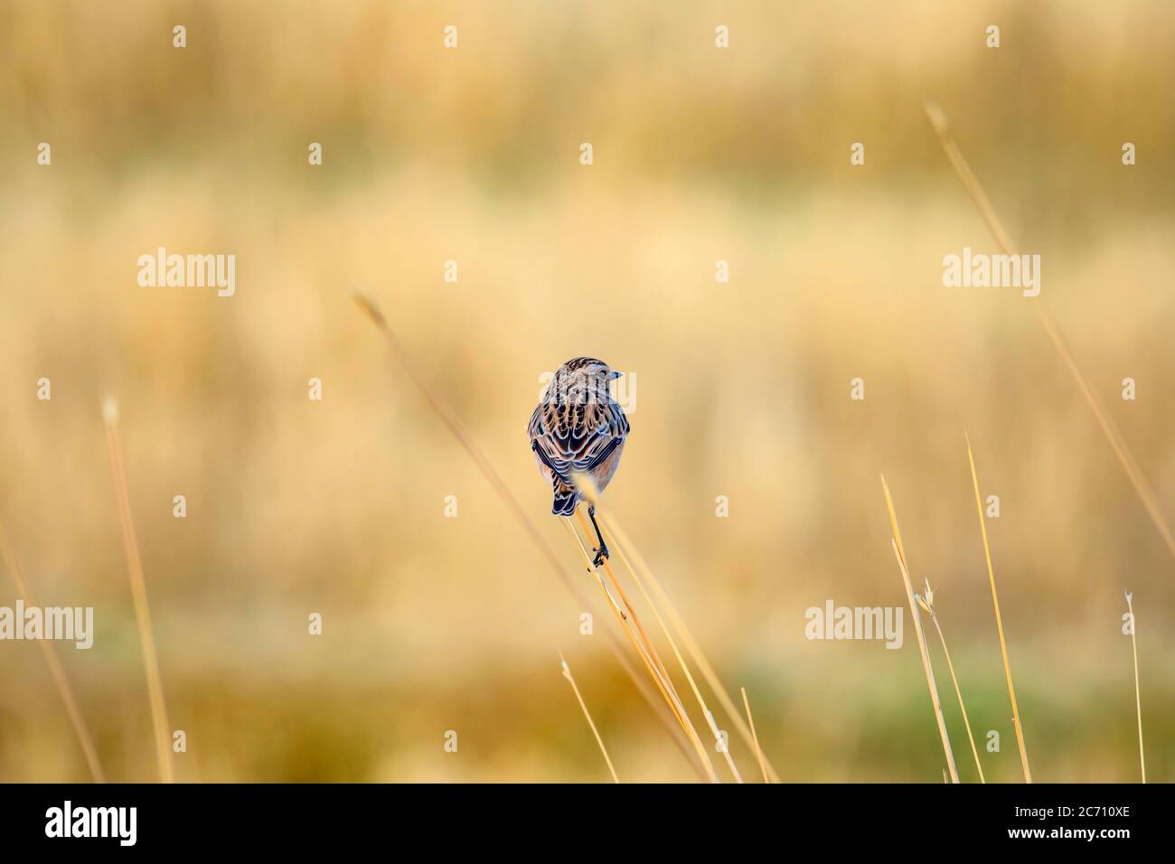Niedlicher kleiner Vogel Stonechat. Gelber Natur Hintergrund. Vogel: Europäischer Steinechat. Saxicola rubicola. Stockfoto