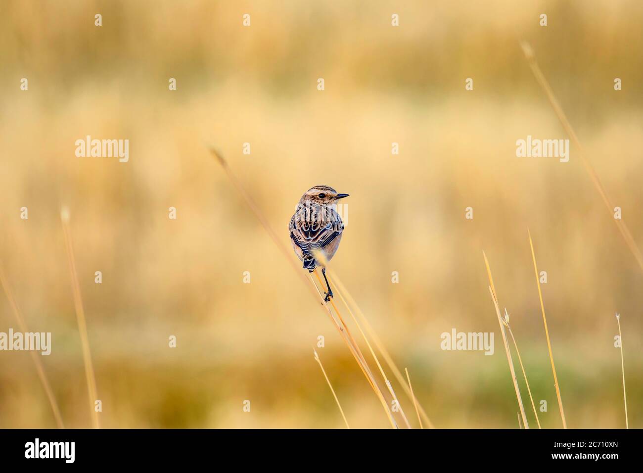 Niedlicher kleiner Vogel Stonechat. Gelber Natur Hintergrund. Vogel: Europäischer Steinechat. Saxicola rubicola. Stockfoto