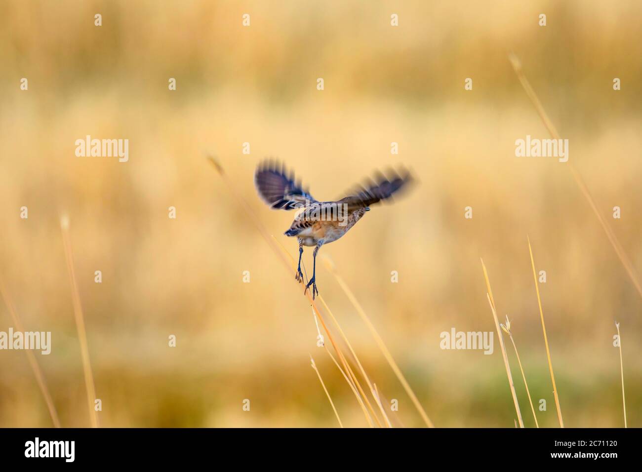 Niedlicher kleiner Vogel Stonechat. Gelber Natur Hintergrund. Vogel: Europäischer Steinechat. Saxicola rubicola. Stockfoto
