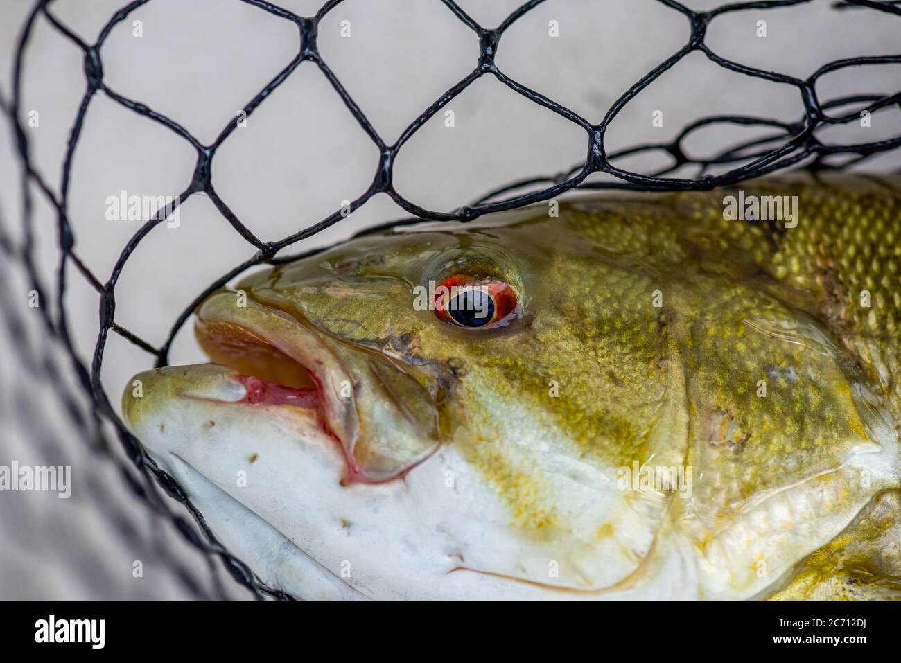 Nahaufnahme eines Schwarzbarschs (Micropterus dolomieu) mit Fischernetz im Hintergrund. Stockfoto