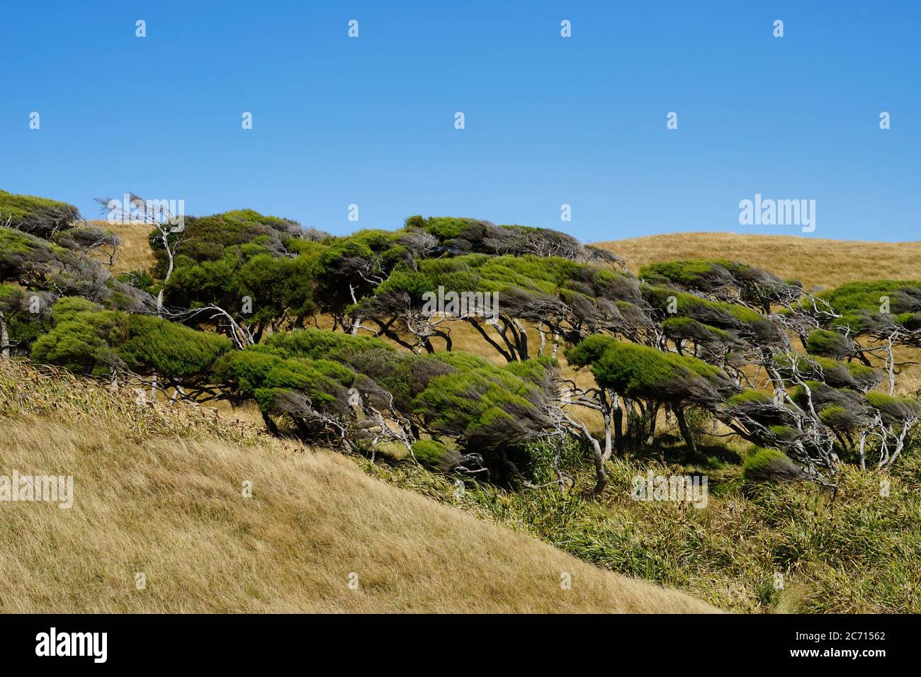 Kanuka Forest - Abschied Spit Stockfoto