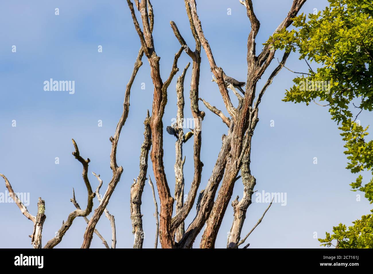 Grünspecht und Großspecht streiten sich um die Rechte an einem toten Baum Stockfoto