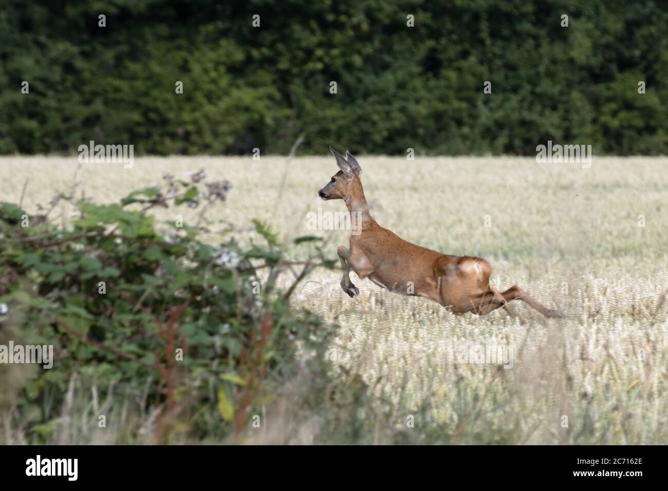 Weibliche europäische Hirsche (Capreolus capreolus), die durch ein Weizenfeld läuft Stockfoto