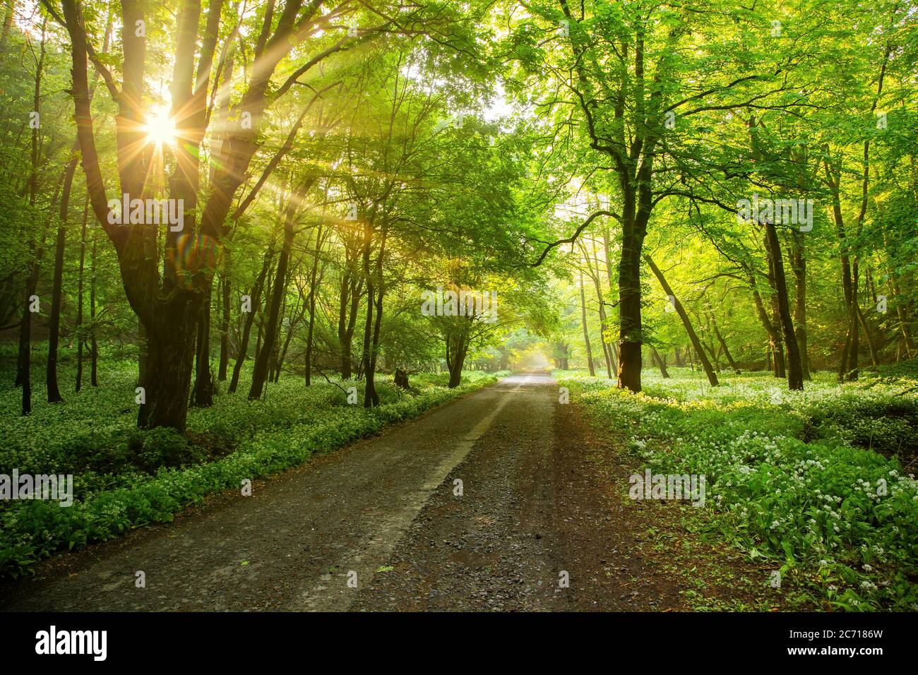 Waldstraße mit Morgensonne, die durch die Äste guckt. Stockfoto