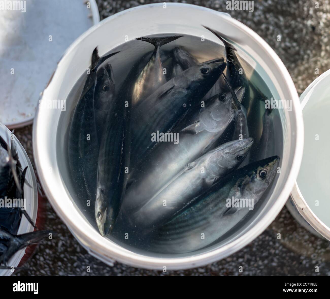 Plastikeimer mit Fisch, der vom Fischer gefangen wird. Stockfoto