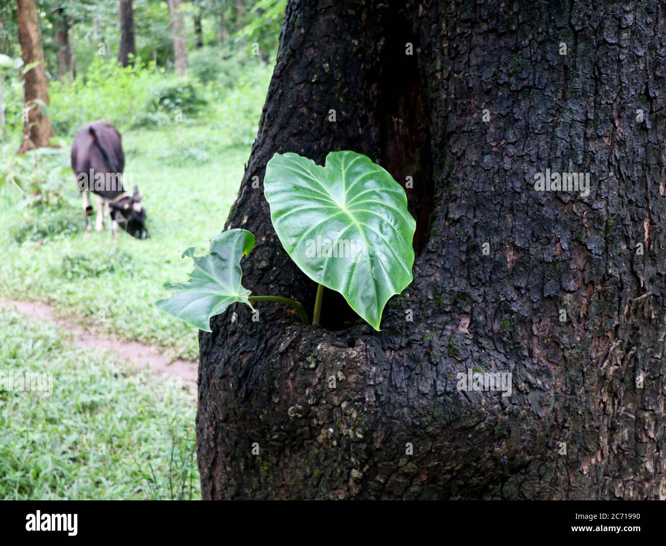 Wildes Kolokasien oder Elefantenohr oder Kokojam, das in einem Loch im Stamm  von Terminalia elliptica oder von indischem Lorbeerbaum mit Krokodilrinde  wchst Stockfotografie - Alamy